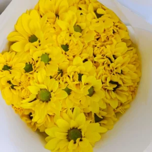 Aster Kuning Regen (Ikat)