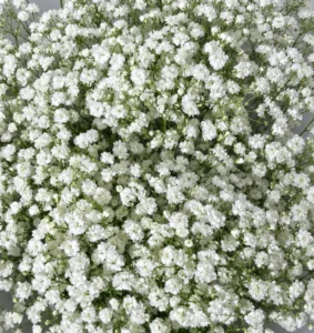 Babybreath(tangkai)