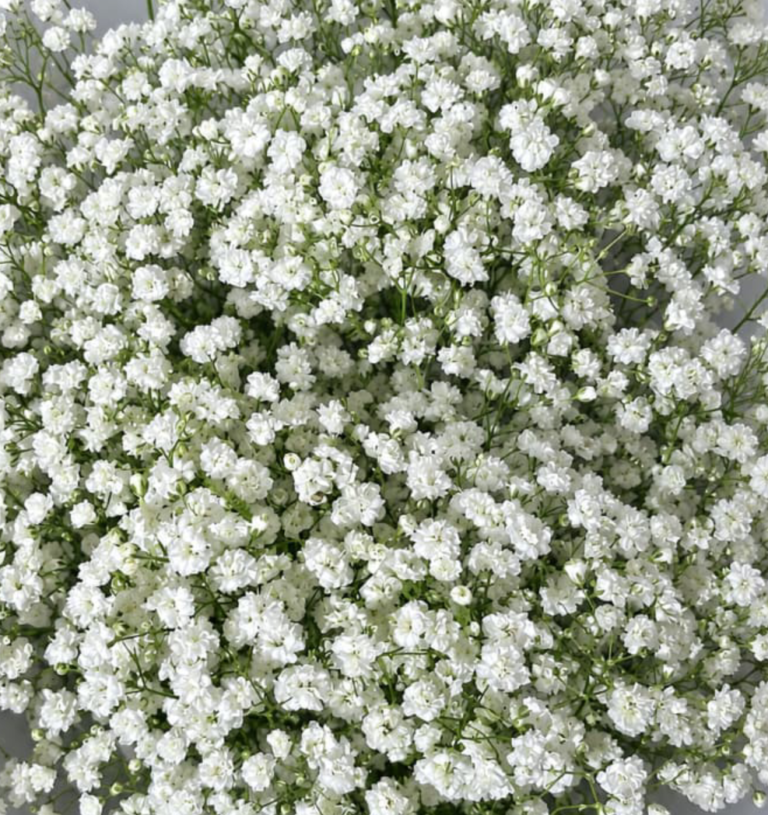 Babybreath(tangkai)