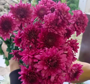 Aster Ungu (ikat)