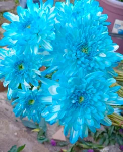 Aster Biru (ikat)