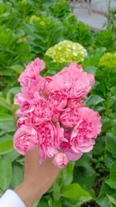 BUNGA CARNATION /IKAT